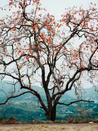 永嘉東爐村|秋日限定的「柿」外桃源