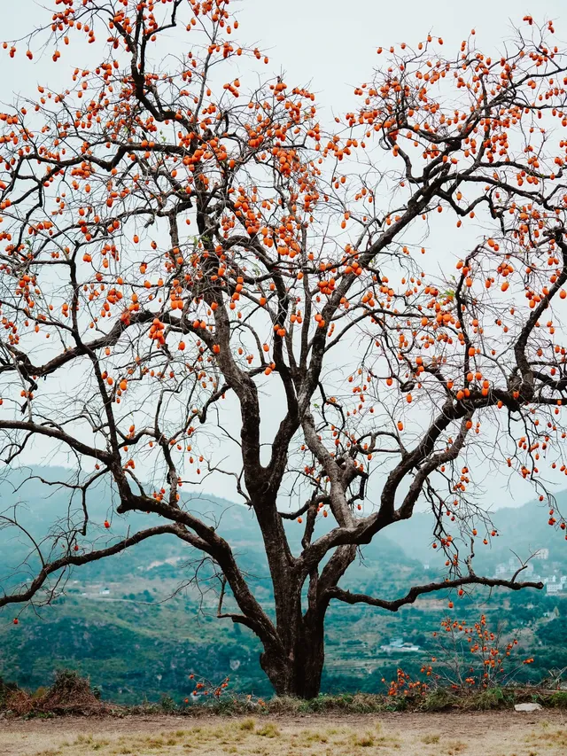 永嘉東爐村|秋日限定的「柿」外桃源 永嘉東爐村|秋日限定的「柿」外桃源
