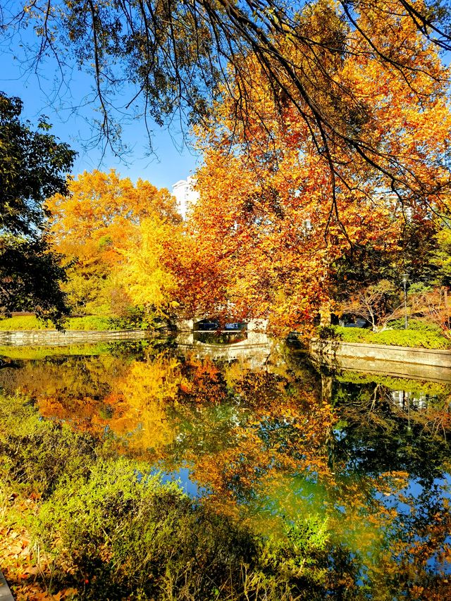 上海楊浦免費賞秋地