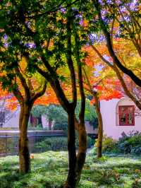 上海楊浦免費賞秋地