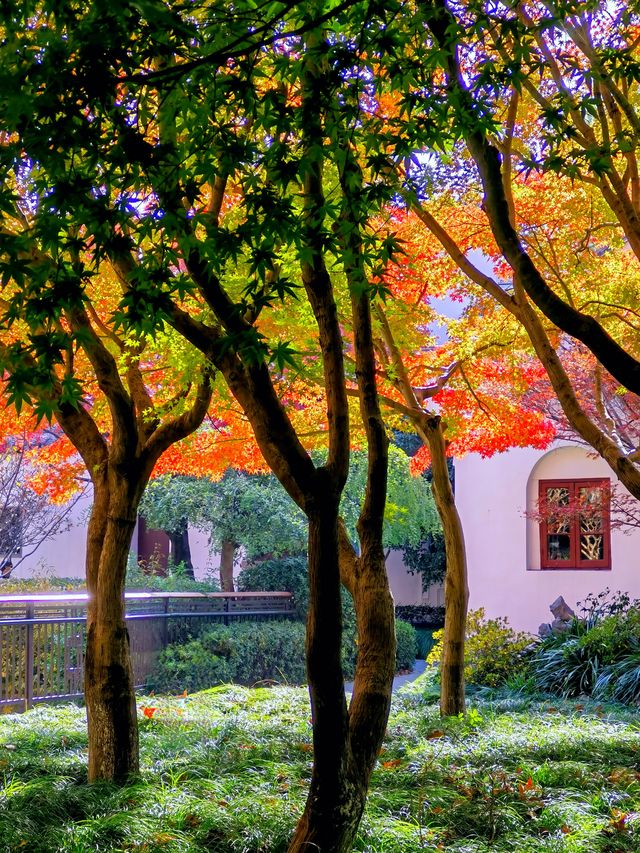 上海楊浦免費賞秋地