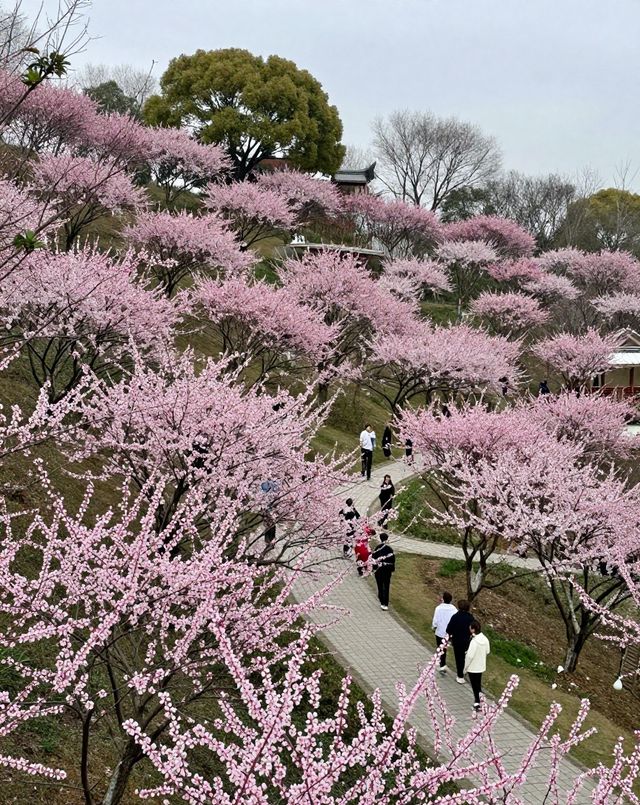 魔都版莫奈花園打卡|四季皆美,打卡不踩雷 魔都版莫奈花園打卡|四季皆美,打卡不踩雷