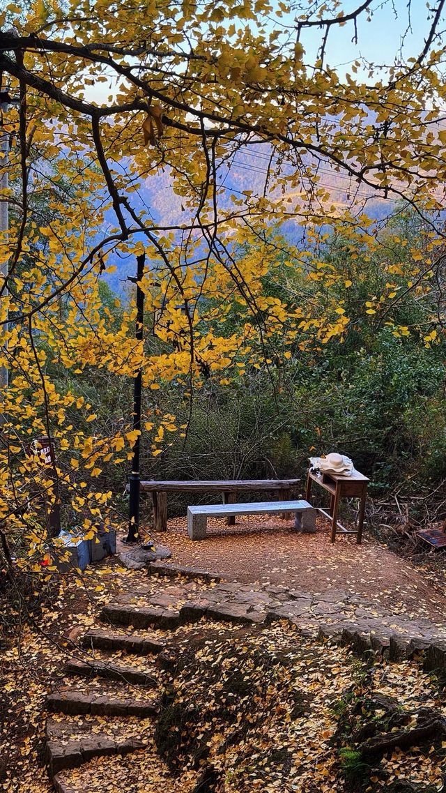 銀杏樹下慢時光,德化丁榮村 銀杏樹下慢時光,德化丁榮村