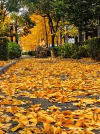 一場落在肇嘉浜路中的銀杏雨。