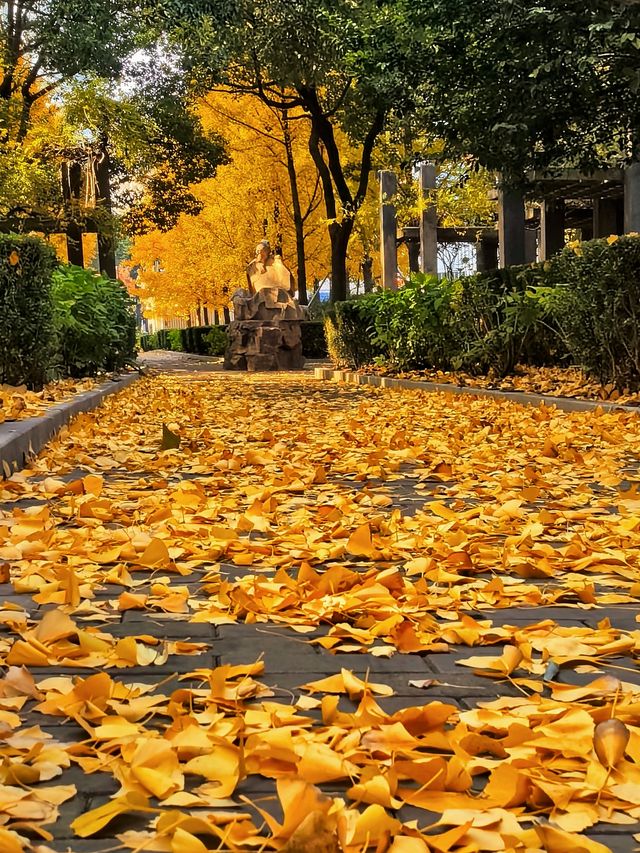 一場落在肇嘉浜路中的銀杏雨。