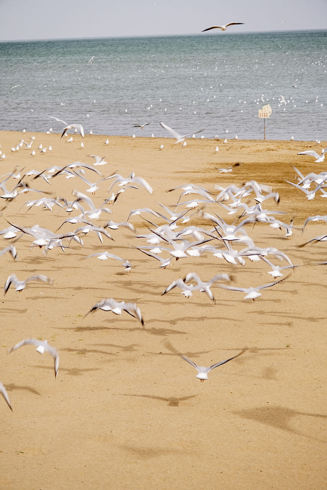 在博斯騰湖餵海鷗 踩細沙 離海最遠的海 在博斯騰湖餵海鷗 踩細沙 離海最遠的海