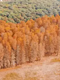 18圖帶你看深圳秋冬限定美景