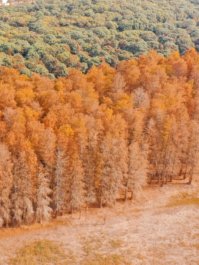18圖帶你看深圳秋冬限定美景 18圖帶你看深圳秋冬限定美景