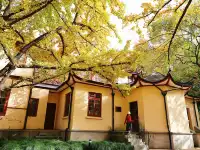 11.27這裡的絕美百年銀杏與梧桐沒人拍，快衝