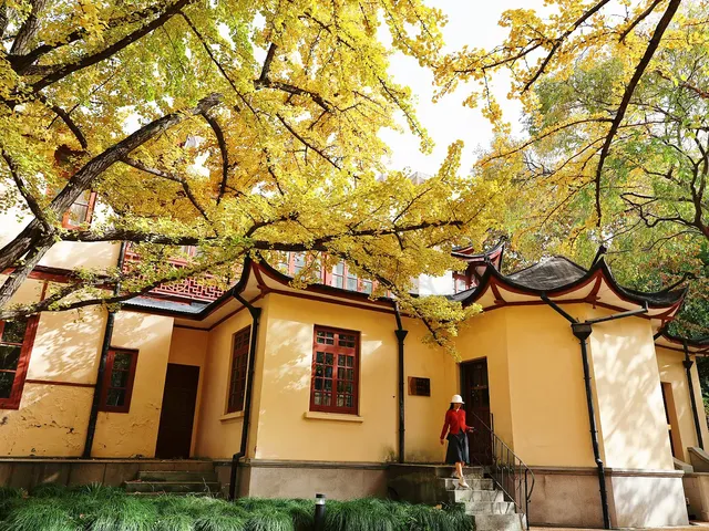 11.27這裡的絕美百年銀杏與梧桐沒人拍，快衝