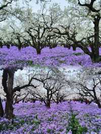 美炸了江蘇隱藏版頂流花海被我找到了