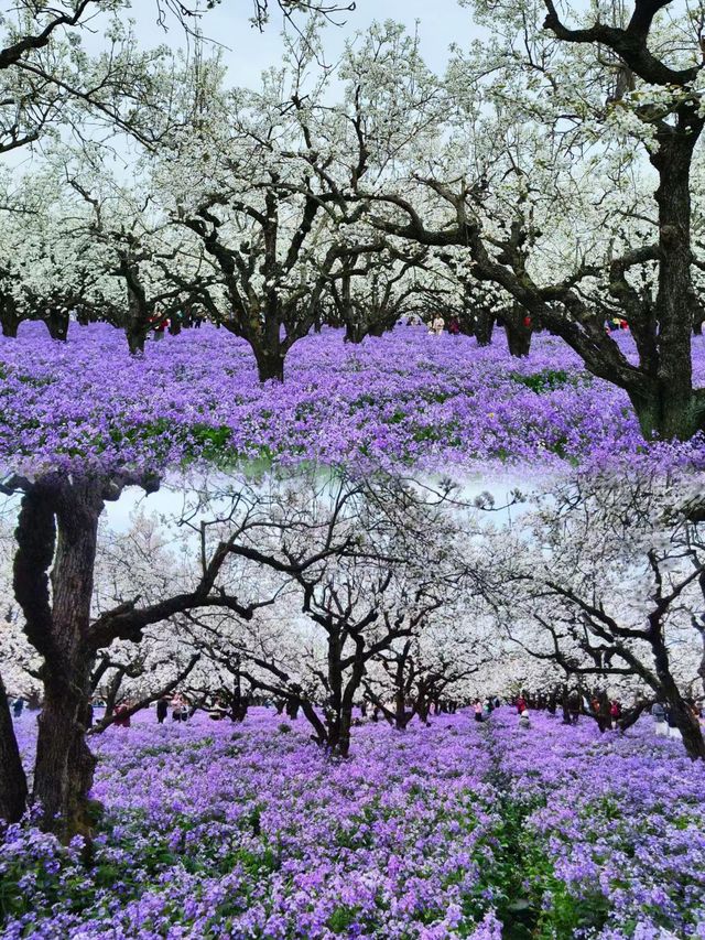 美炸了江蘇隱藏版頂流花海被我找到了