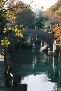 🪾千年銀杏，恰逢濮院橙黃橘綠時