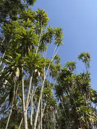 西雙版納的中科院植物園yyds！