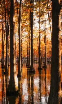 上海這裡的水杉林已到最佳觀賞期