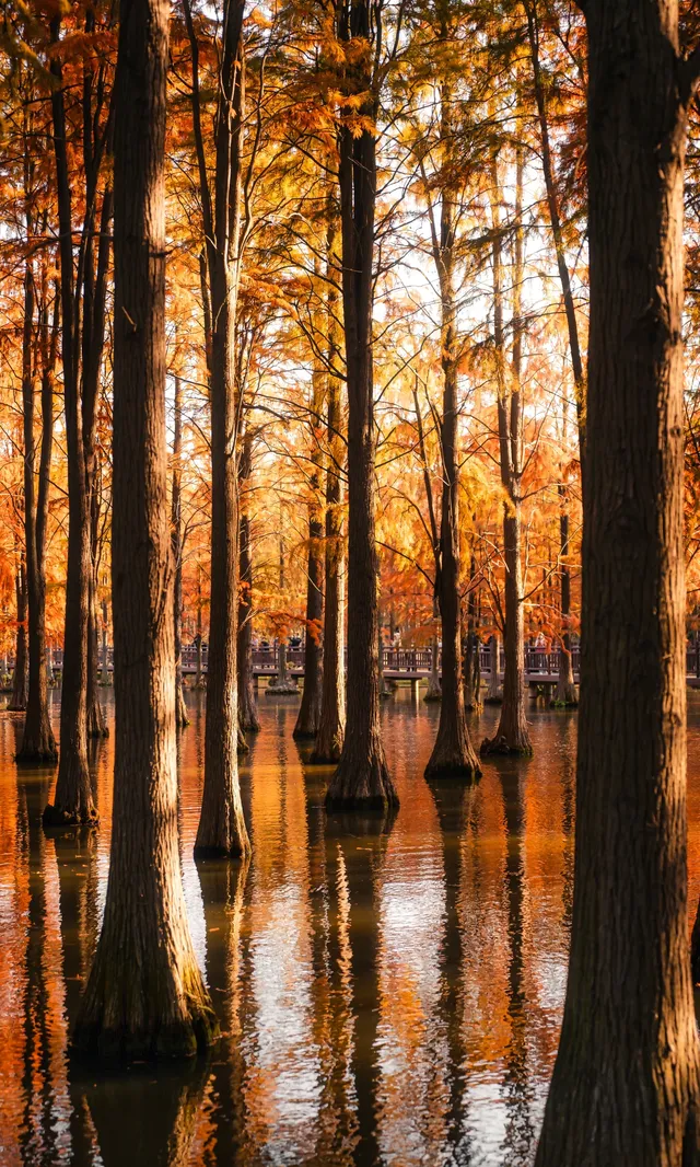 上海這裡的水杉林已到最佳觀賞期