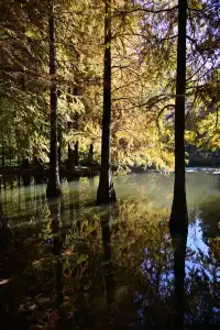 落羽杉紅了,你會來明孝陵燕雀湖看嗎?