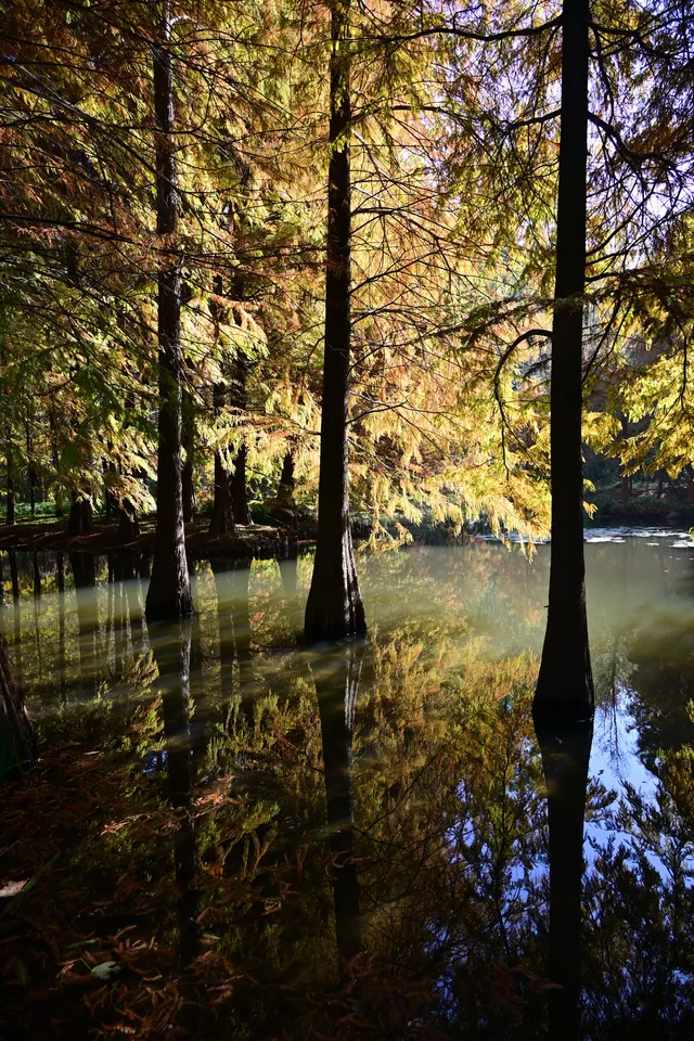 落羽杉紅了,你會來明孝陵燕雀湖看嗎? 落羽杉紅了,你會來明孝陵燕雀湖看嗎?
