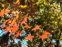 中山植物園就是靜奢風的天花板，閉眼入不虧！