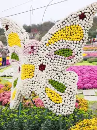 成都!!漫花莊園的菊花太前衛了!!!