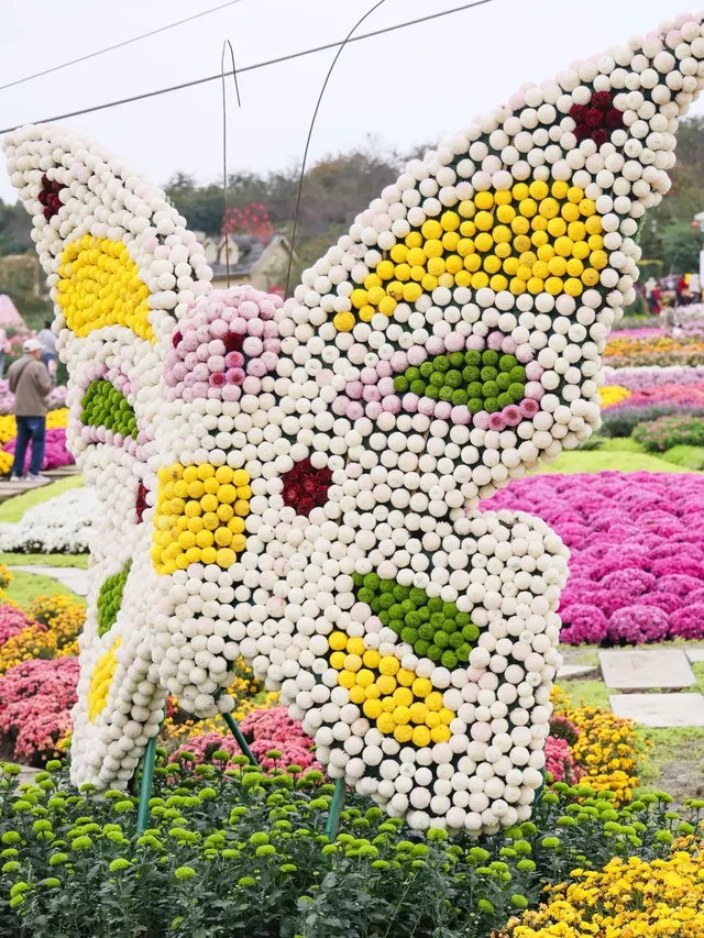 成都!!漫花莊園的菊花太前衛了!!! 成都!!漫花莊園的菊花太前衛了!!!