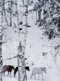 初冬禾木村|雪落圖瓦村落的北疆童話秘境