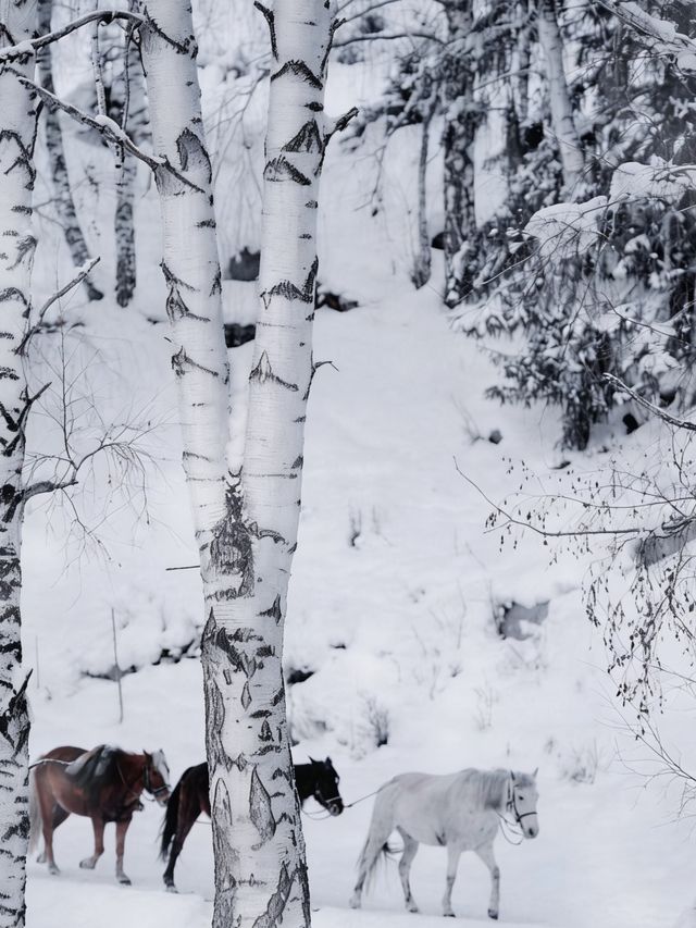 初冬禾木村|雪落圖瓦村落的北疆童話秘境 初冬禾木村|雪落圖瓦村落的北疆童話秘境