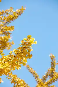 錯過等一年|川博銀杏已進入巔峰期