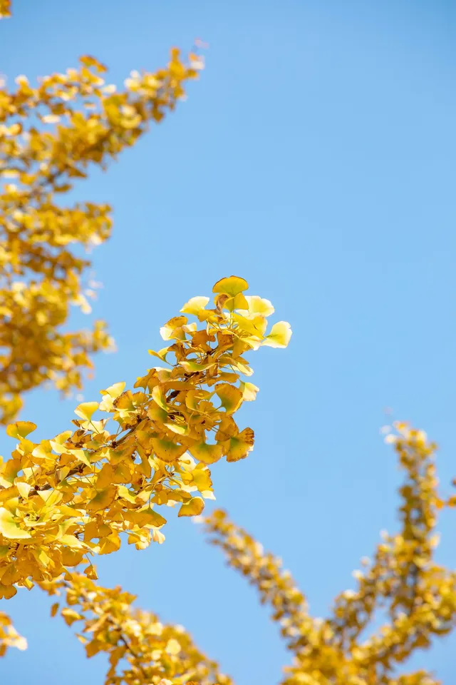 錯過等一年|川博銀杏已進入巔峰期 錯過等一年|川博銀杏已進入巔峰期