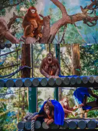 廣州長隆攻略1.5天玩透動物園，不走回頭路