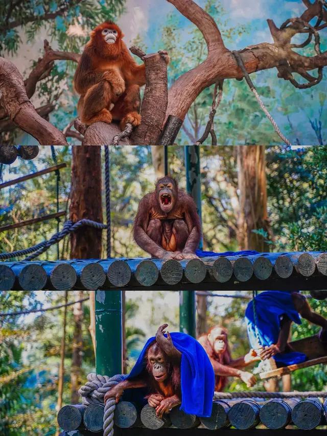 廣州長隆攻略1.5天玩透動物園，不走回頭路