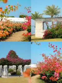 在廈門馬銮灣一起走三角梅花路啦!