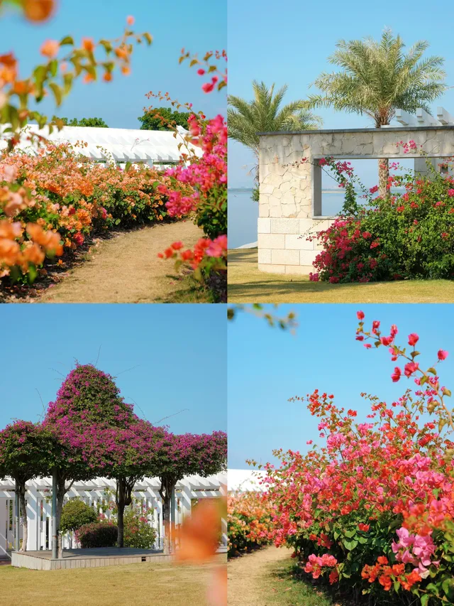 在廈門馬銮灣一起走三角梅花路啦! 在廈門馬銮灣一起走三角梅花路啦!