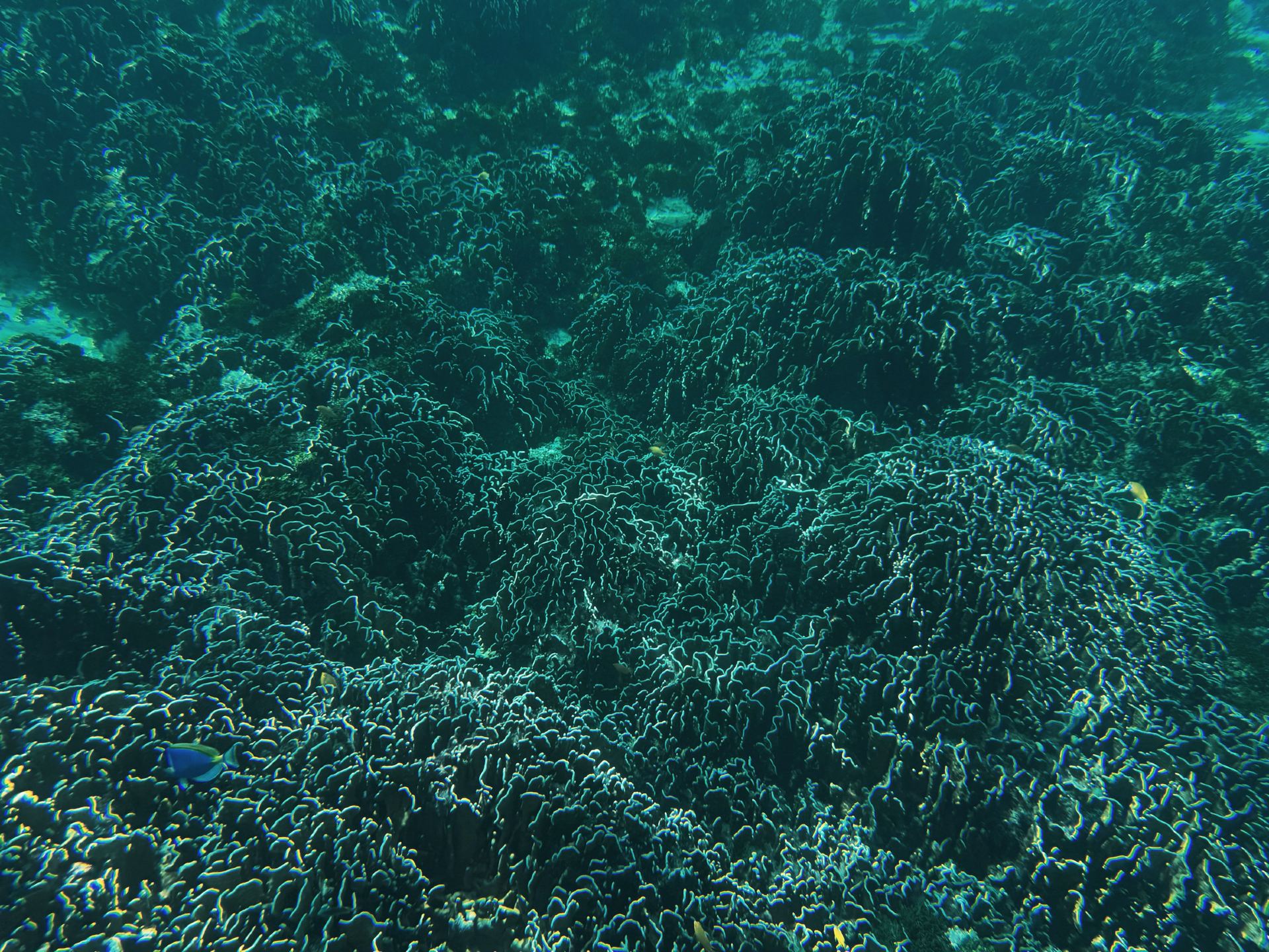 Gặp gỡ rùa biển khi lặn ngắm san hô ở Similan.