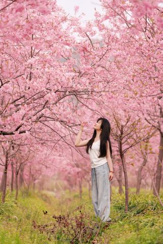 เพลิดเพลินไปกับทุ่งซากุระกว่า 200 เอเคอร์ได้ฟรี – นี่แหละคือภาพฤดูใบไม้ผลิที่ควรจะเป็น!