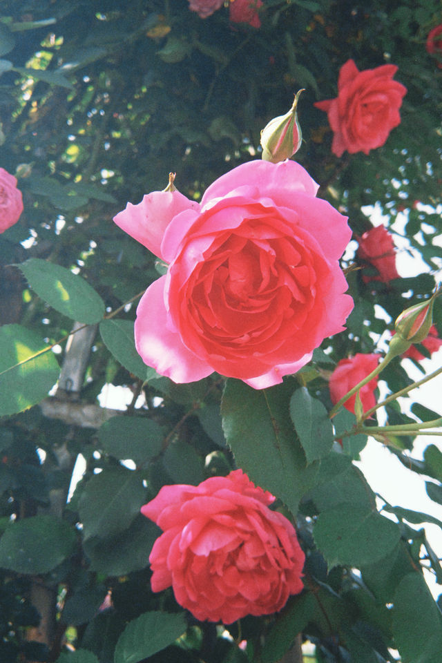 Roses in the film’s midsummer, gently simmering the tenderness of the ...