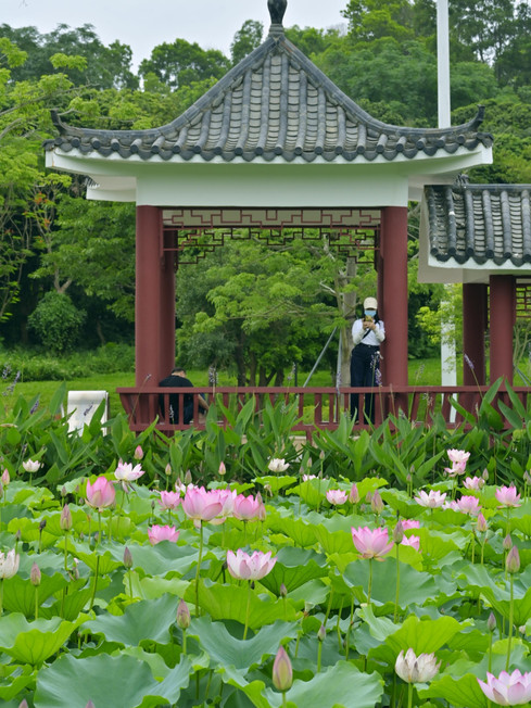 深圳の蓮の花が先に開花｜龍崗河湿地公園・2026年最新蓮見ガイド