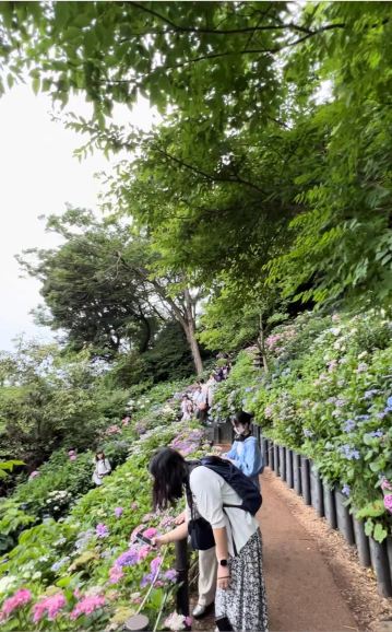 Complete Guide to Viewing Hydrangeas at Hase-dera Temple in