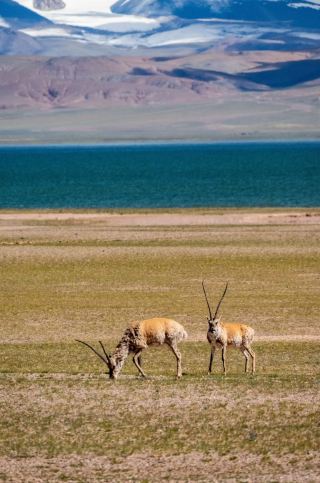 The spirits of the plateau: the most beautiful moment is seeing the Tibetan antelope from afar