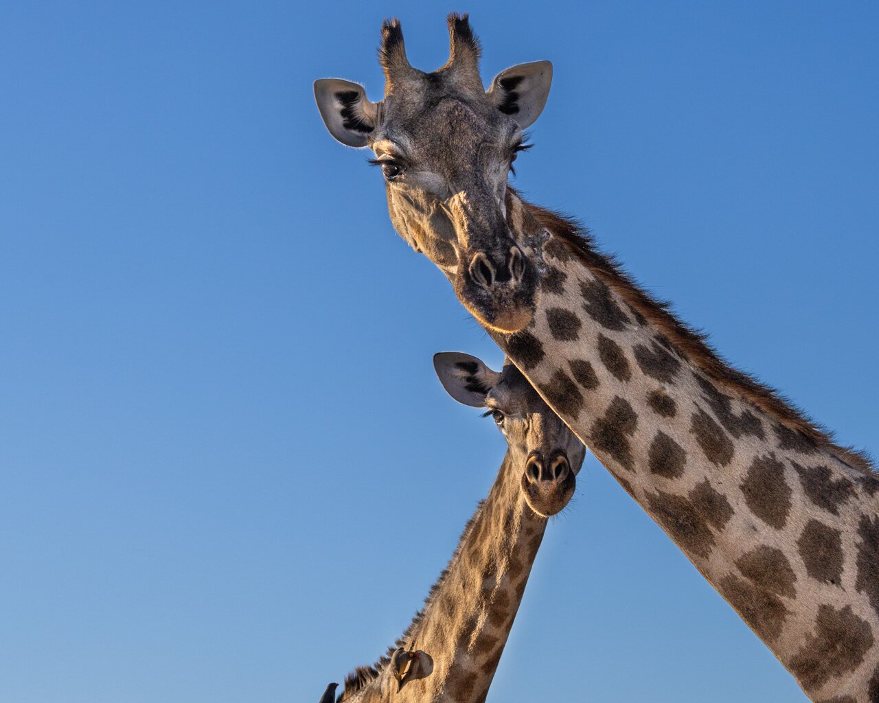 Flawless Botswana Safari Experience with Safari Ventures