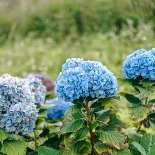 🌷ไฮเดรนเยียซัง เชียงราย 𝐻𝓎𝒹𝓇𝒶𝓃𝑔𝑒𝒶 𝓈𝒶𝓃