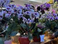 Colourful Flowers for Chinese New Year