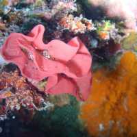diving in white beach @bohol 