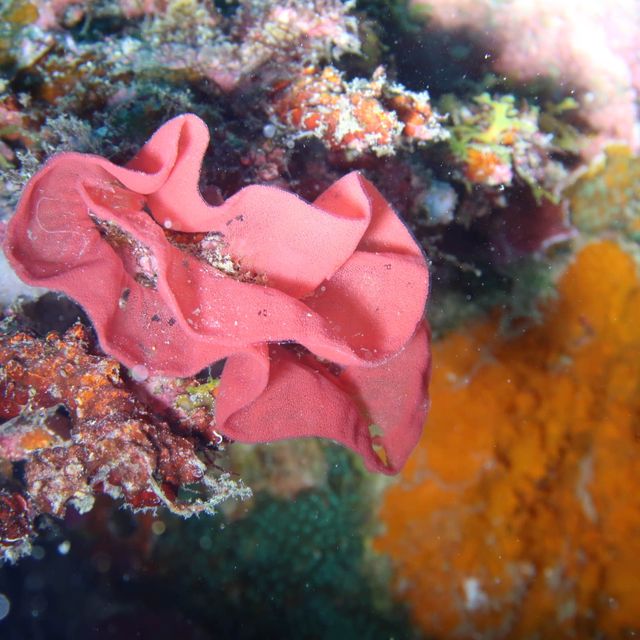 diving in white beach @bohol 