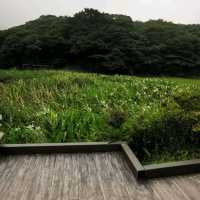 山裡雲間陽明山二子坪步道