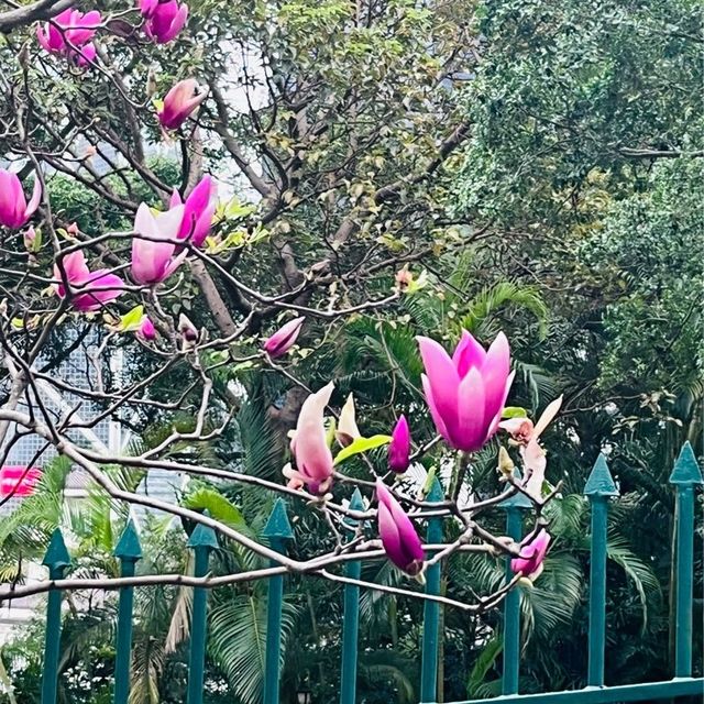 香港動植物園-給自己最美的大自然的饗宴