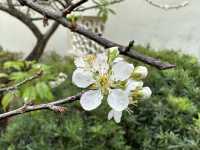 本地遊 | 天水圍 | 天水圍公園繡球花海加龍園李花