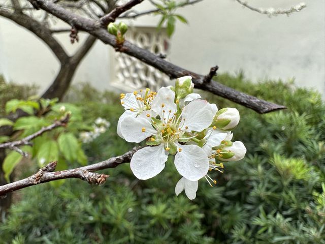 本地遊 | 天水圍 | 天水圍公園繡球花海加龍園李花