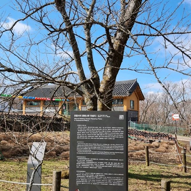 드라마 우영우 촬영지 관음사