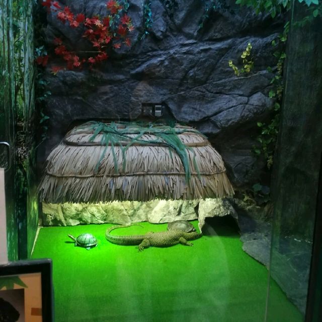 爬蟲館🐢🐍🦎